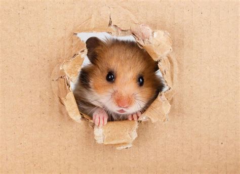 Hamster Gang Auf Tiktok Bedeutung Und Herkunft