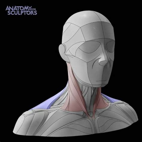 Neck Color Coded Block Outs Anatomy For Sculptors On Artstation At