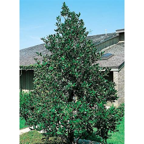 Stevens holly can be easily grown in usda plant hardiness. Nellie R. Stevens Holly Feature Shrub in Pot (With Soil ...
