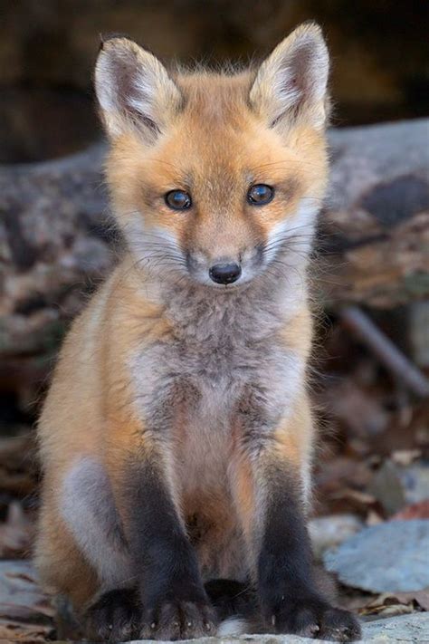 603 Best Images About Red Fox On Pinterest Baby Red Fox