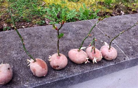 Planter une rose dans pomme de terre