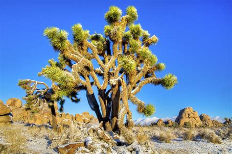 Snowy Joshua Tree Photograph By Connie Cooper Edwards Pixels