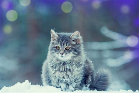 Will My Cat Get Too Cold In The Winter Outside Petsoid