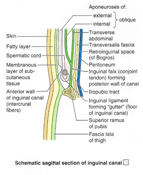 …the abdominal cavity by an inguinal canal lined with the peritoneal membrane. Inguinal Canal Anatomy - Anatomy Drawing Diagram