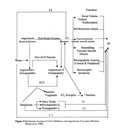 Mechanism Of Action Of ACE Inhibitors And Angiotensin II Receptor Download Scientific Diagram