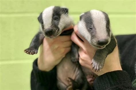 Animal Welfare Centre Rescues Five Baby Badgers Including One Its