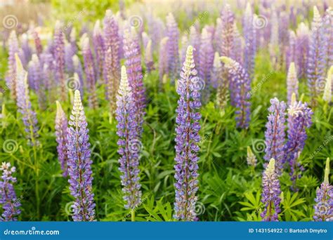Lupine Field With Pink Purple And Blue Flowers Bunch Of Lupines Summer