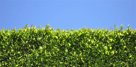 The Best Hedge Plants For Florida