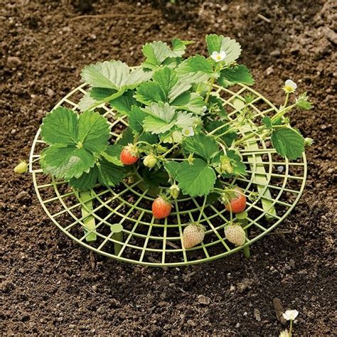 Diy Strawberry Bed Ideas 36 Creative Solutions My Desired Home
