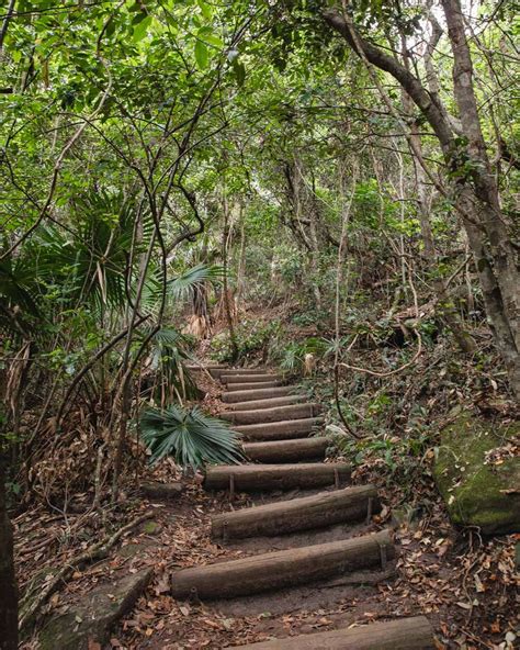 Palm Jungle Loop Track Into The Wilds Of Royal National Park — Walk My