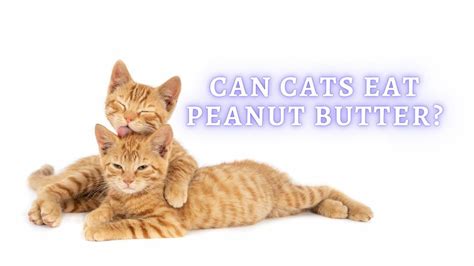 Can Cats Eat Peanut Butter Bunkertips