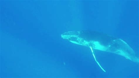 Humpback Whales Youtube