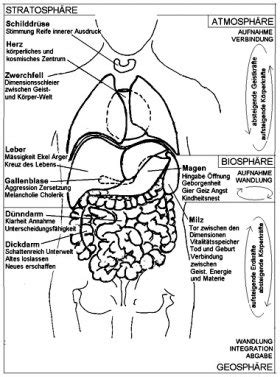 Menschliche körper, muskulatur, verdauungssystem, anatomie. Organe und Symptome - Kristallmensch