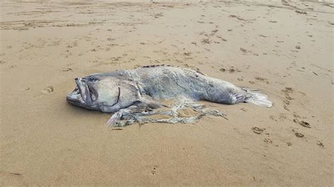 Mysterious Sea Monster Weighing 330 Pounds Washes Up On