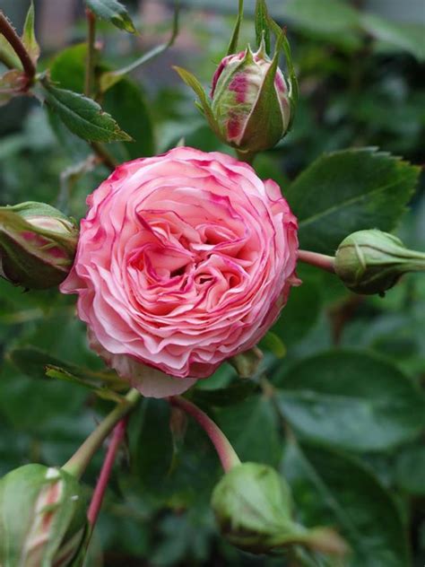 Rosier Grimpant Mini Eden Rose Rosa Grimpant Le Jardin Du Pic Vert