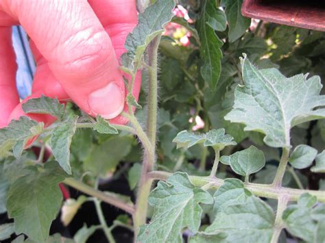 How To Prune A Tomato Plant For Bigger Harvest Bonnie Plants