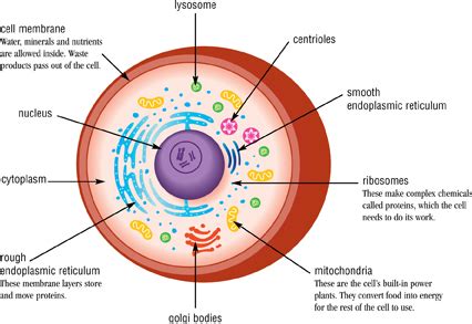 This is a puzzle that has bothered scientists, and several suggestions have come about recently. Animal Cells