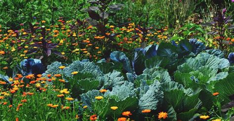 Edible Landscaping How To Start A Beautiful Perennial Plot For Food Supply