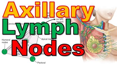 23 Axillary Lymph Nodes Axilla 3 6 Upper Limb كلية الطب