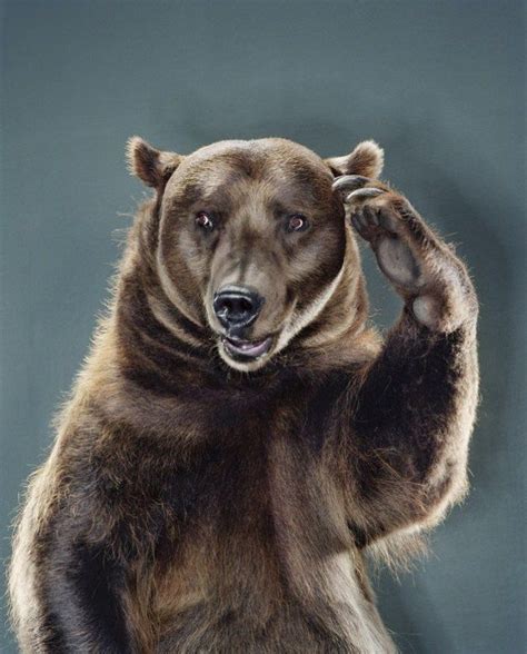 Portraits Of Bears By Jill Greenberg 32 Photos Arte Com Urso