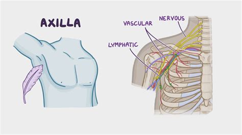 Urticarial Lesion Located On Patient39s Axilla Download