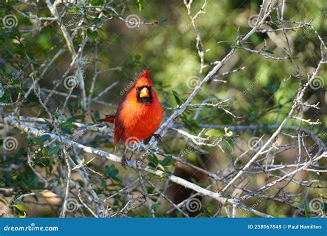A Male Northern Cardinal Perched On A Branch Stock Photo Image Of