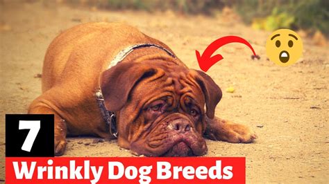 7 Wrinkly Dog Breeds That Will Steal Your Heart Youtube