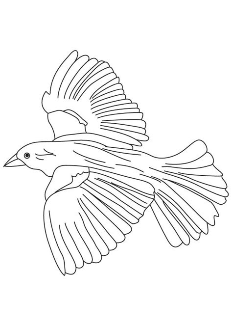 Coloring Pages Birds Printable Bobolink Coloring Page Bird Watching