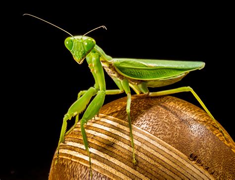 Fotos Gratis Verde Mantis Religiosa Cerca Fauna Invertebrado