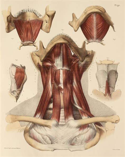 Neck Muscle Anatomy Artwork Photograph By Science Photo Library