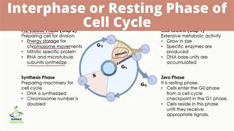 Interphase Or Resting Phase Of Cell Cycle G1 G0 S And G2 Phases