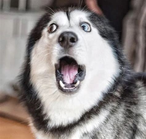 The World Of Cats And Love Husky Funny Funny Dog Faces Cute Husky