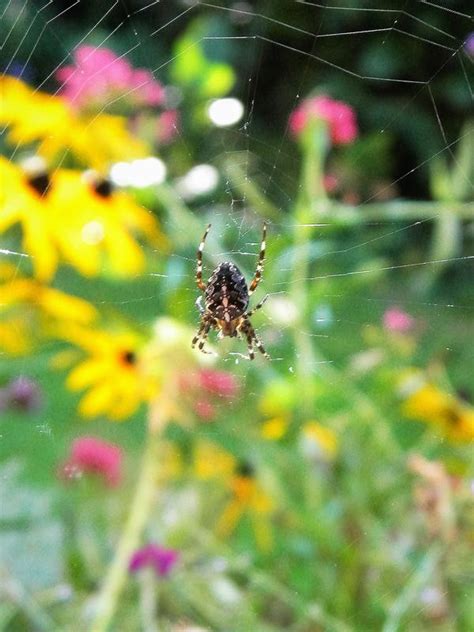 Kann sie jemand bestimmen und mir sagen, ob man sich in acht nehmen muss? Wie heißt diese Spinne? - Garten: Gartenforum.de