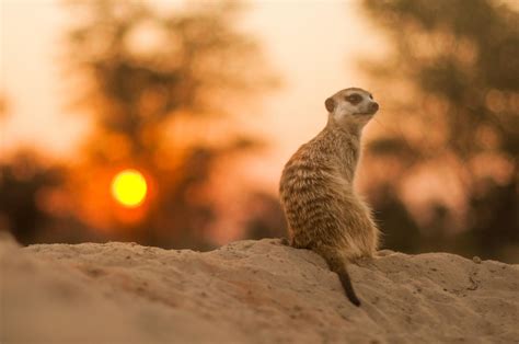 Breeder Meerkats Age Faster But Their Subord Eurekalert