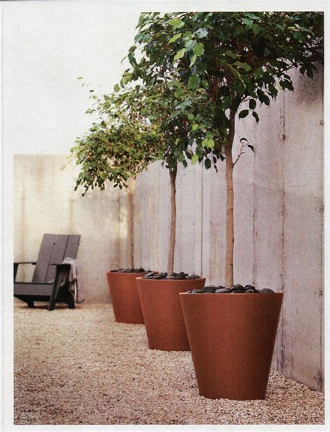 Pin By Michael Laviola On Projects To Try Potted Trees Large