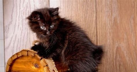 Black Cat Breeds The Adorable And Lovely Domestic Felines Happy Cats