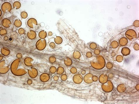 Arbuscular Mycorrhizal Fungi Inoculum Development Ecological Role And