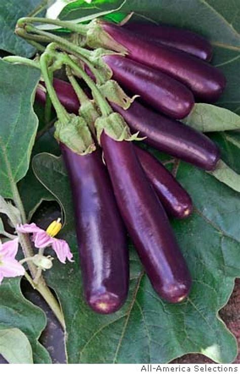 This low calorie vegetable features in the mediterranean diet. Plant of the Week: Eggplant F1 'Hansel'