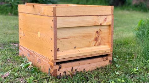 Bienen auf dem nachbargrundstück, nachbar hat bienenstock, nachbarecht sachsen anhalt, gefahr durch bienen es kann passieren, dass einem bienenzüchter die bienen ausschwärmen. Bienenschwarm im Garten - Was kann man tun? - Kräuterkeller