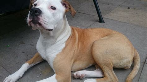 American Bulldog Cross Mastiff For Sale In Northfield West Midlands