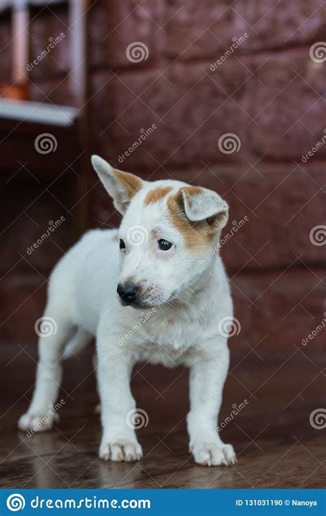 Sad Dog Laying Down Waiting For Owner Stock Photo Image