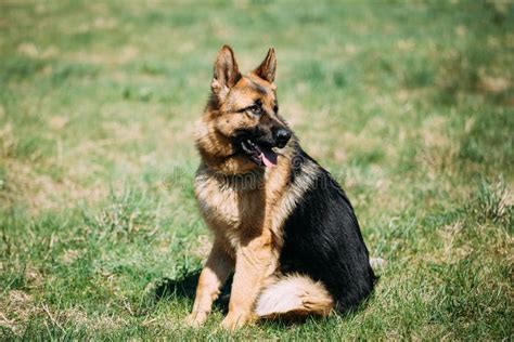 Beautiful Young Brown German Shepherd Dog Sitting In Green Grass Stock