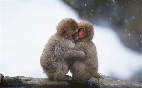 Go to english vocabulary games with pictures or interesting things for esl students. nature, Animals, Monkeys Wallpapers HD / Desktop and ...