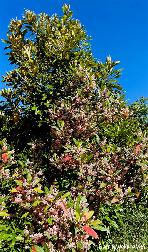 Elaeocarpus Reticulatus ‘prima Donna Blueberry Ash Flickr