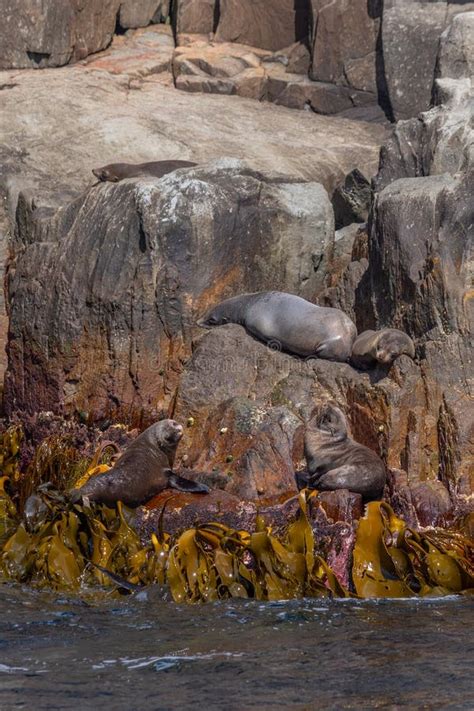 Australian Fur Seal In Tasmania Australia Stock Image Image Of Peninsula Rock