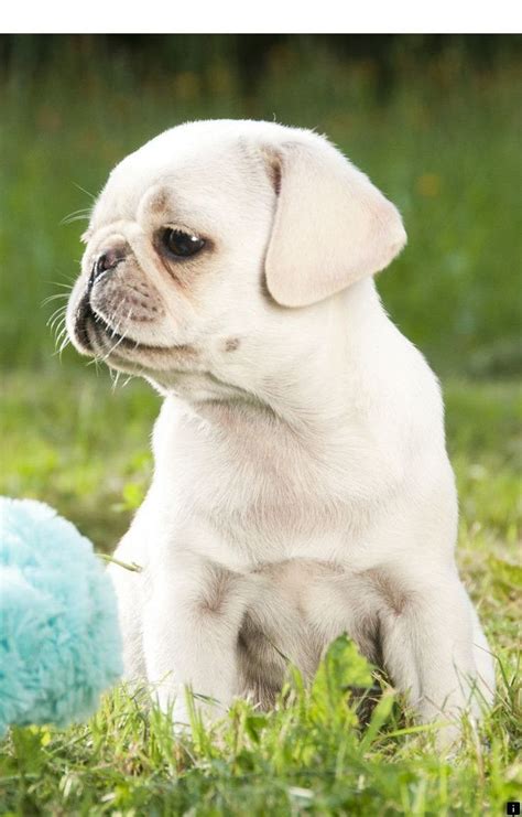 Baby crocodiles are 20 cm long. How Much Are Pug Puppies Worth