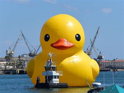Enormous Rubber Duck In Canada Is Counterfeit Artist Alleges Wbfo