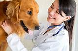 Animal Doctor Career