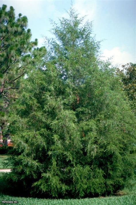 Southern Red Cedar Juniperus Silicicola Hgtv Gardens Mulch Around