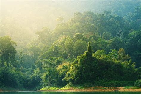 Nature Landscape Trees Forest Mist Water Jungle Overgrown